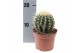 Echinocactus grusonii ca12016 