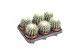 Echinocactus grusonii ca12016 