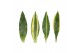 Dracaena fragr. mix 3 soorten 45-20 2 soorten 