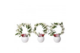Dendrobium nobile star class white 2 tak special boog in lisa love whi