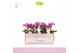 Phalaenopsis multiflora roze Aromio Cherry Blossom 2 spike 