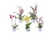Orchidee Toef mix 17 cm 2 tak 