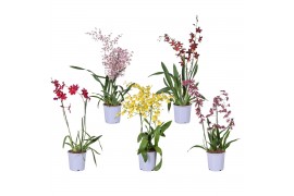 Orchidee Toef mix 17 cm 2 tak