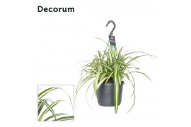 Chlorophytum comosum variegatum decorum hp