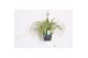 Chlorophytum comosum variegatum decorum hp 