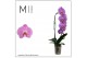Phalaenopsis roze Mimesis Phal. Flow Olga - 1 spike 12cm 