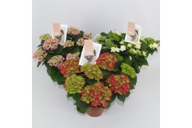 Hydrangea macr. mix special 7/8 bloem