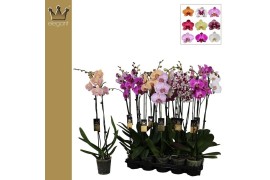 Phalaenopsis mix royal collection 2 tak 18+ 70cm