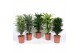 Dracaena mix Mixkar 