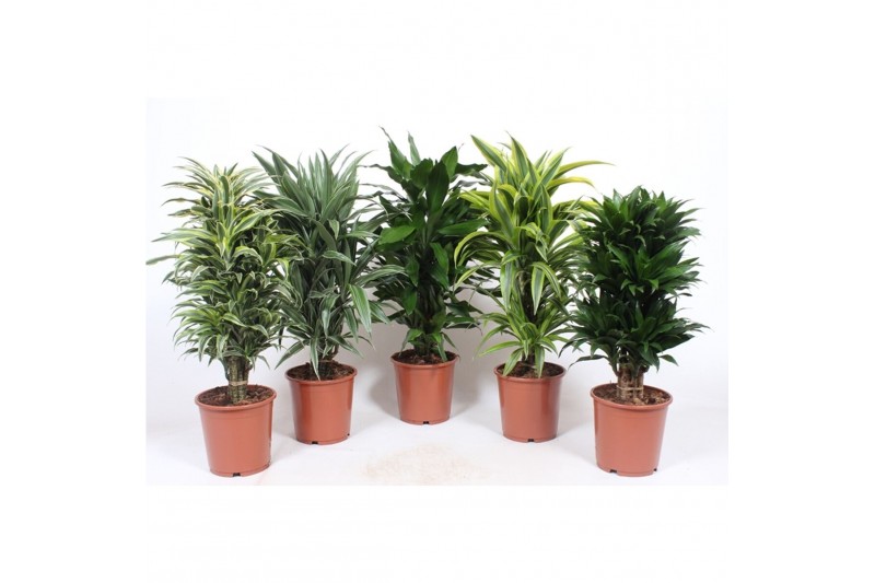 Dracaena mix Mixkar 