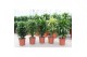 Dracaena mix Mixkar 