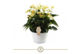 Anthurium andr. yellow champion vanilla schaal napoli