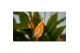 Spathiphyllum bellini Make-Upz Oranje 