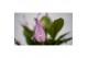 Spathiphyllum bellini Make-Upz Paars 