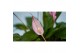 Spathiphyllum bellini Make-Upz Roze 
