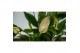 Spathiphyllum bellini Make-Upz Zwart 