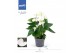Anthurium andr. karma white 