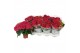 Hydrangea macr. hi fire red Rood 3+ bloem 