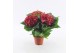 Hydrangea macr. hi fire red Rood 3+ bloem 