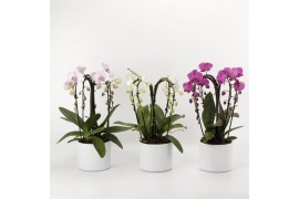 Phalaenopsis cascade quattroboga mix 4 tak in luxe pot gaia