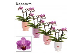 Phalaenopsis multiflora paars decorum Dazzling Dreamer 3+ tak in dua l