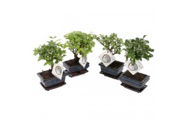 Bonsai mix in ceramic with saucer