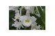 Dendrobium nobile star class white 1 tak special boomerang in cynthia  