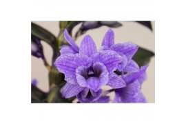 Dendrobium star class apollon kleurbehandeld 2 tak colour purple (inje
