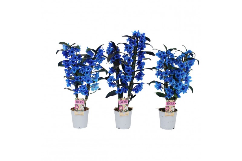 Dendrobium star class apollon kleurbehandeld 2 tak colour blue (inject 