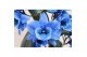 Dendrobium star class apollon kleurbehandeld 2 tak colour blue (inject 