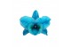 Dendrobium star class apollon kleurbehandeld 2 tak colour ocean-blue ( 