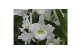 Dendrobium nobile spring dream star class apollon 2 tak classic in lis