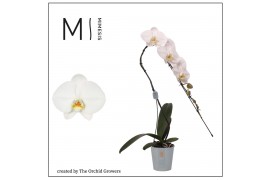 Phalaenopsis wit 1 tak swan white mimesis