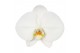Phalaenopsis wit 1 tak swan white mimesis 