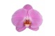 Phalaenopsis roze 1 tak swan pink 