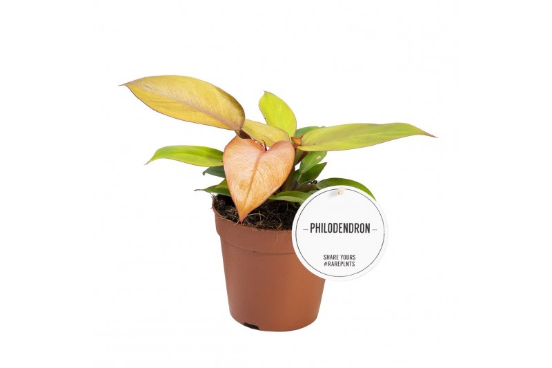 Philodendron prince of orange 
