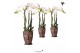 Phalaenopsis multiflora wit 3 tak in totem mask kolibri orchids 