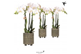 Phalaenopsis multiflora wit 3 tak in binti pot grey kolibri orchids