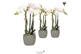 Phalaenopsis multiflora wit 3 tak in marrakesh grey kolibri orchids