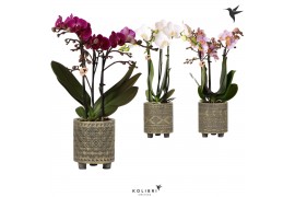 Phalaenopsis multiflora 3 tak in binti pot grey kolibri orchids