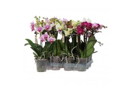 Phalaenopsis multiflora mix kolibri orchids 3 tak + etiket