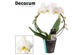 Phalaenopsis boog cambridge 2 tak 14+ (Decorum)