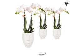 Phalaenopsis multiflora wit 2 tak in face 2 face white kolibri orchids