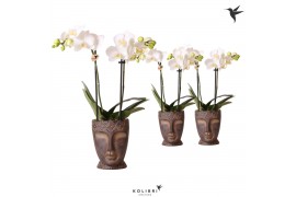 Phalaenopsis multiflora wit 2 tak in totem mask kolibri orchids