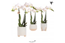 Phalaenopsis multiflora wit kolibri orchids 2 tak in desert pot white