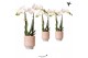 Phalaenopsis multiflora wit 2 tak in harmony pot sand kolibri orchids 