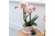 Phalaenopsis multiflora roze 2 tak in ring pot nude kolibri orchids 