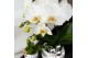 Phalaenopsis multiflora wit 2 tak in le chic silver kolibri orchids 