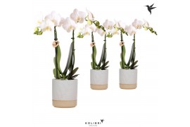 Phalaenopsis multiflora wit 2 tak in Vintage roll white kolibri orchid