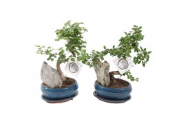 Bonsai mix with rock in ceramic with saucer